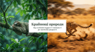 Числівники в природі: від мудрості повільності до чемпіонів швидкості (презентація)