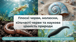 7 клас НУШ. Плоскі черви, молюски, кільчасті черви та наукова цінність природи