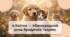 4 квітня – Міжнародний день бродячих тварин (World Stray Animals Day)
