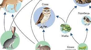 6 пп Як складати ланцюги живлення