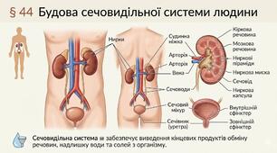 § 44 Будова сечовидільної системи людини