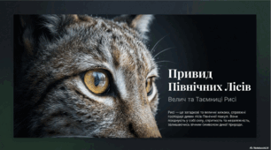 Рись