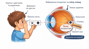 Визначення акомодації ока. Виявлення сліпої плями на сітківці
