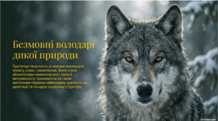 Вовк