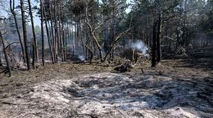"Як війна впливає на екосистему Сумщини."
