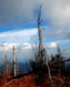 0901cz1p-b16a-70x87.png