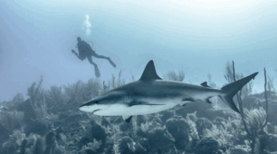 🦈🐟Практична робота «Порівняння зовнішньої будови хрящових (акули) та променеперих (окунь ) риб» 7 кл НУШ (матеріали для вчителя+робочий аркуш учня+чеклист+зразок виконання+тест+інтерактивні вправи)