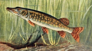 🐟🐠🐡Проєкт «Різноманітність променеперих риб своєї місцевості» 7 кл НУШ (матеріали для вчителя+робочий аркуш учня+чеклист+зразок виконання+тест+інтерактивні вправи)