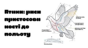 Презентація на тему :" Птахи: риси пристосованості до польоту" біологія 7 клас НУШ