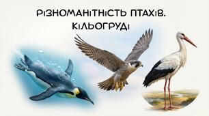 Презентація на тему :" Різноманітність птахів. Кільогруді" біологія 7 клас НУШ
