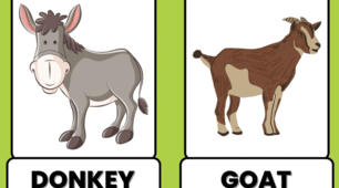 Animals