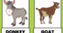 Animals