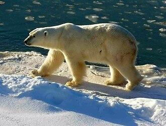 Білий ведмідь (Ursus maritimus)