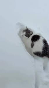 Хмельниччина. Кіт вперше в своєму житті бачить стільки снігу ❄️ Кажись, оцінив 😁, матеріал з Threads: valentinefedi, ©️ Kamianets S-MEDIA ❤️💬🔄🗂🇺🇦