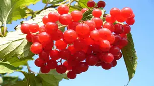 Диктант з української мови для учнів 8 класу