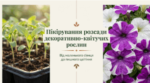 Пікірування розсади декоративно-квітичих рослин.