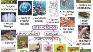 Конспект уроку з "Пізнаємо природу" 5 клас на тему: "Хто такі безхребетні тварини?"