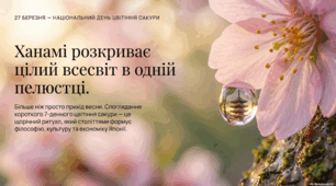 27 березня - свято цвітіння сакури в Японії