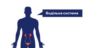 8 клас. НУШ. Біологія. Тема 7. Процеси виділення та терморегуляції. 