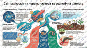 Плоскі черви, молюски, кільчасті черви та наукова цінність. Значення червів й молюсків у практичній діяльності людини.