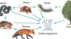 9 клас Тема: Харчові зв’язки, потоки енергії та колообіг речовин в екосистемах.