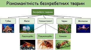 7 клас Тема: Діагностувальна робота № 5 “Безхребетні тварини”. (ГР1, ГР2, ГР3)