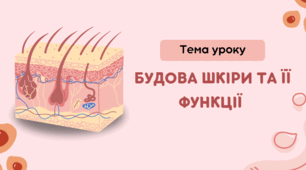Будова шкіри та її функції