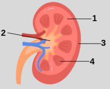 0901dvnp-add1-221x180.png