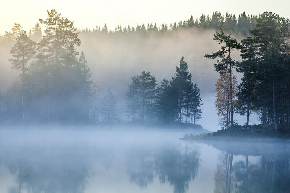 Norwegian Mist