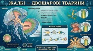 Жалкі – двошарові тварини