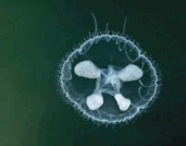 0901e4ky-d480-171x134.png