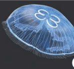 0901e4r2-b1b0-149x139.png