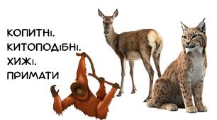 Презентація на тему :"Копитні. Китоподібні. Хижі. Примати" біологія 7 клас НУШ