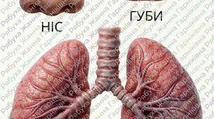 Матеріали до STEM-проєкту «Моделювання дихальної системи людини»