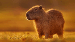 0901efiy-205a-247x139.png