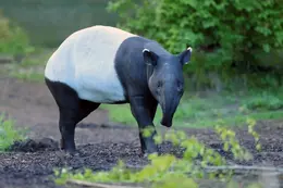 Тапір чепрачний - факти, дієта, ареал і фотографії на Animalia.bio
