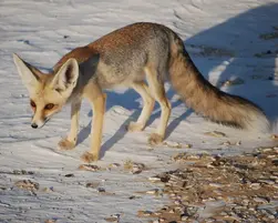 Лисиця піщана - факти, дієта, ареал і фотографії на Animalia.bio