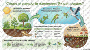 Як складати ланцюги живлення.
