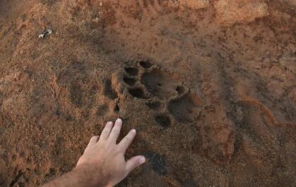 36 Most Common Animal Tracks | Identification Guide for USA – Greenbelly Meals