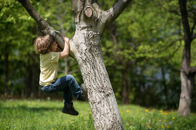 306,000+ Climbing Tree Stock Photos, Pictures & Royalty-Free Images - iStock | Kid climbing tree, Child climbing tree, Girl climbing tree