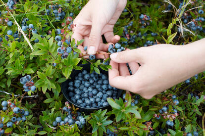 Berry Picking Guide
