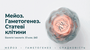 Мейоз. Особливості гаметогенезу в людини. Статеві клітини