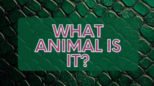 Презентація з Англійської мови "What animal is it?"