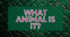 Презентація з Англійської мови "What animal is it?"