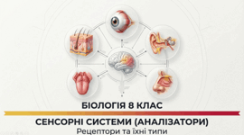 Характеристика сенсорних систем (аналізаторів). Рецептори та їхні типи. 8 клас НУШ