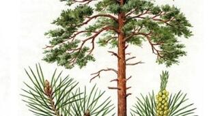 Діагностична робота №5 Тема: Пізнаємо різноманіття організмів за групами результатів