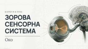 Зорова сенсорна система. Око. 8 клас НУШ