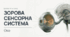 Зорова сенсорна система. Око. 8 клас НУШ