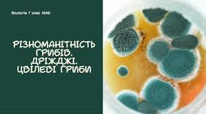 65. Різноманітність грибів: Дріжджі та цвілеві гриби