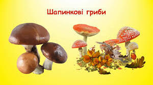 66. Шапинкові гриби